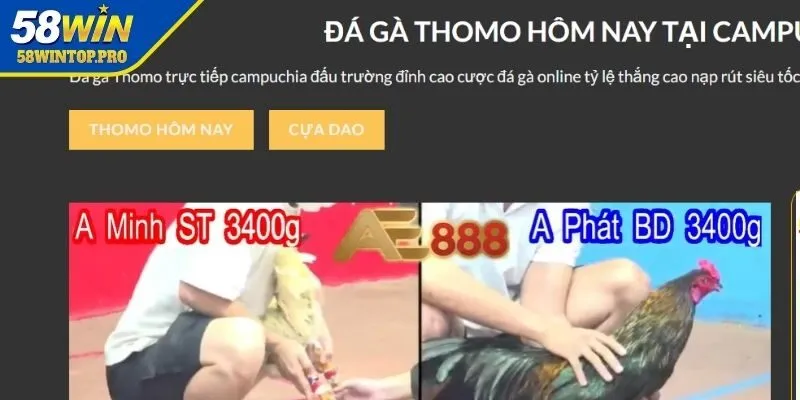 Tổng quan về trực tiếp đá gà Thomo